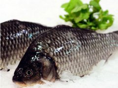 鯽魚(yú)